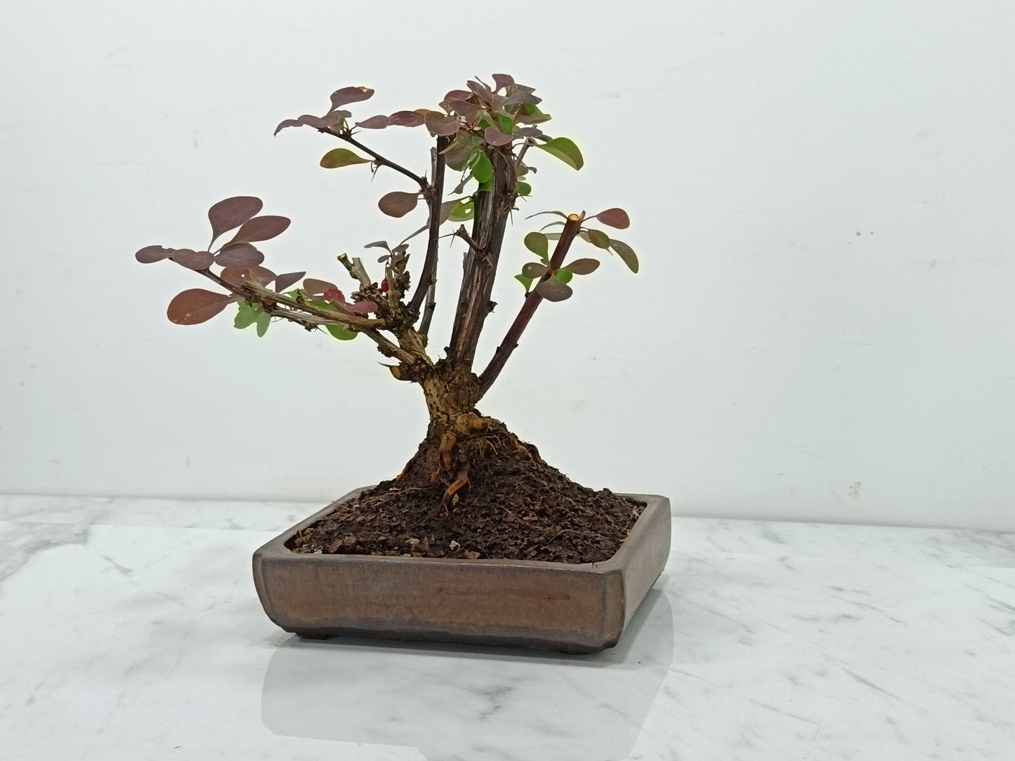 Berberis  Bonsai Tree - 18cm Ceramic Dish
