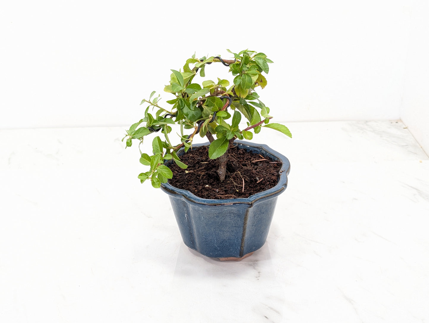 Pyracantha Bonsai Starter Tree