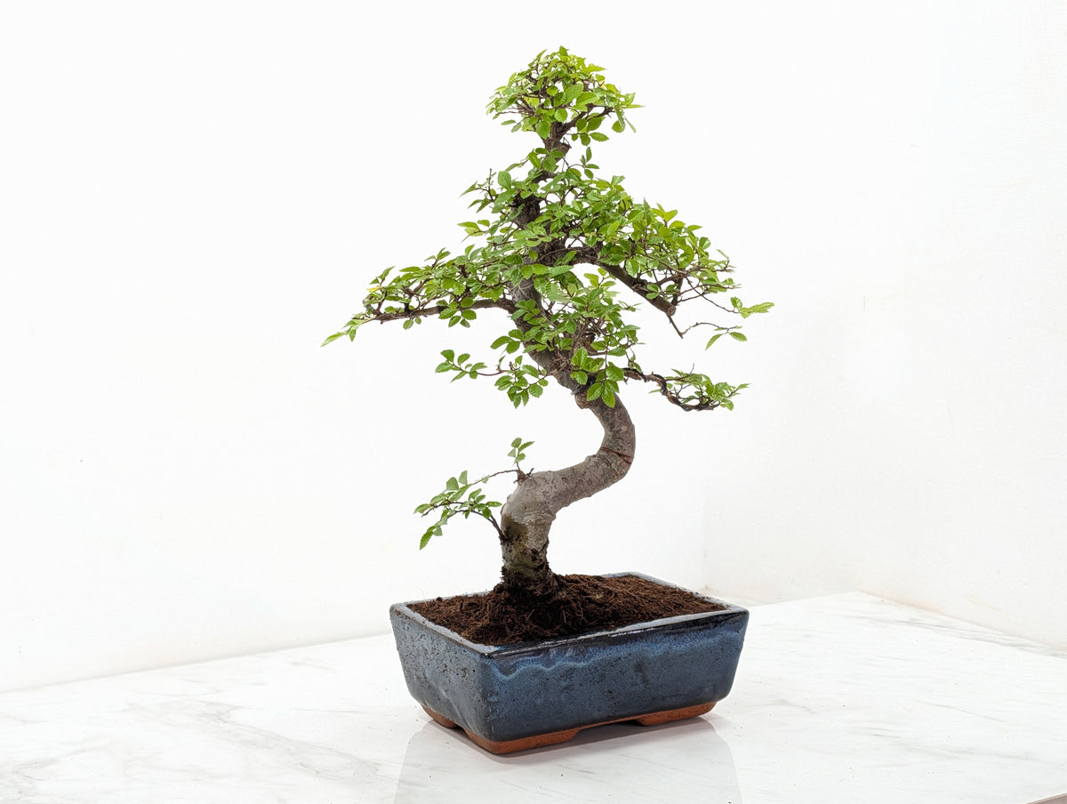 Chinese Elm Bonsai and Care Kit in 18cm Navy Ceramic Pot