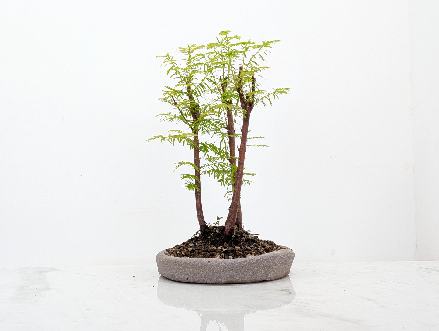 Dawn Redwood Bonsai 3 Tree Group