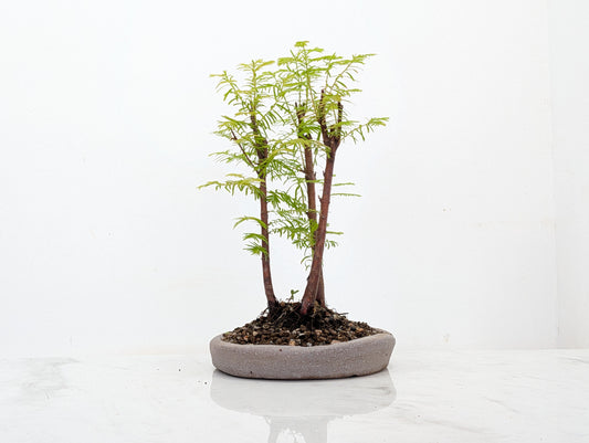 Dawn Redwood Bonsai 3 Tree Group