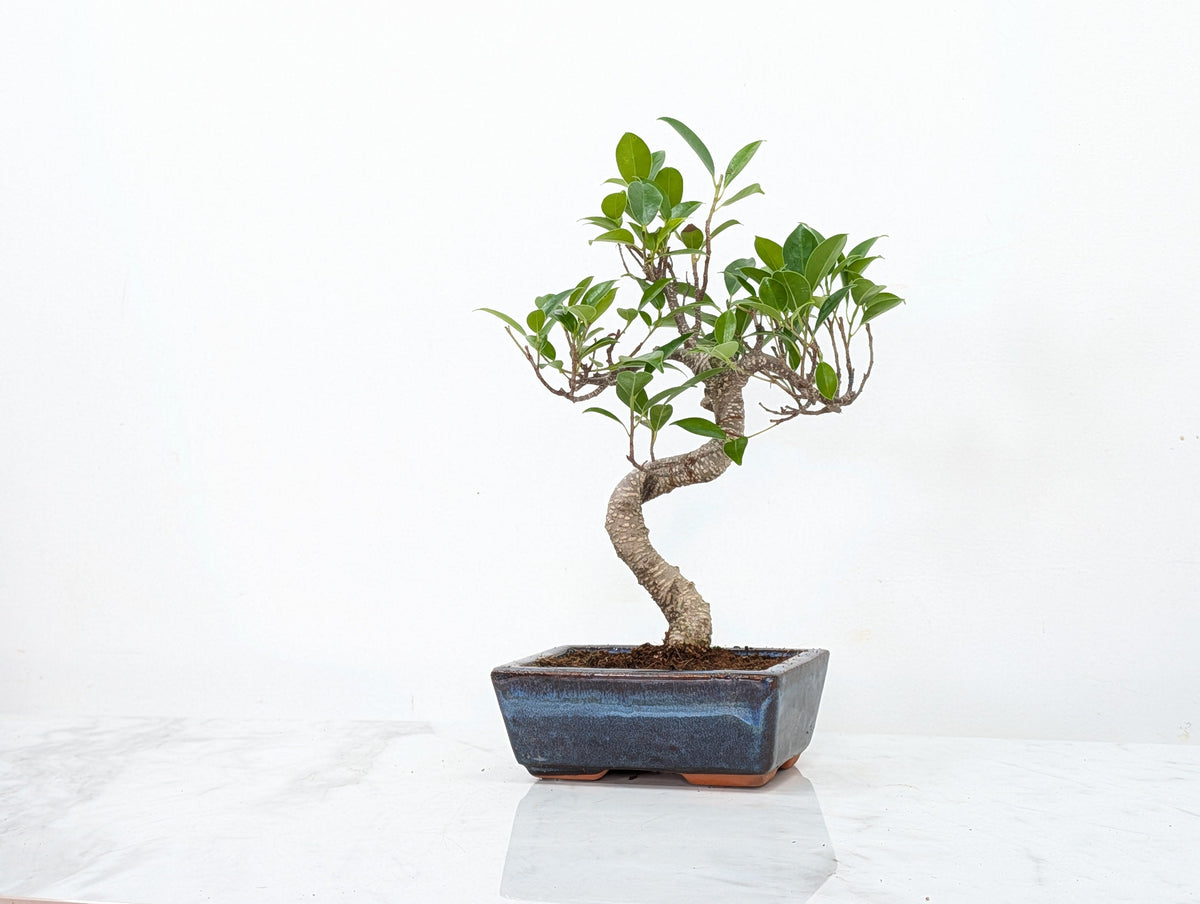 Banyan Fig Bonsai -15cm Navy Pot