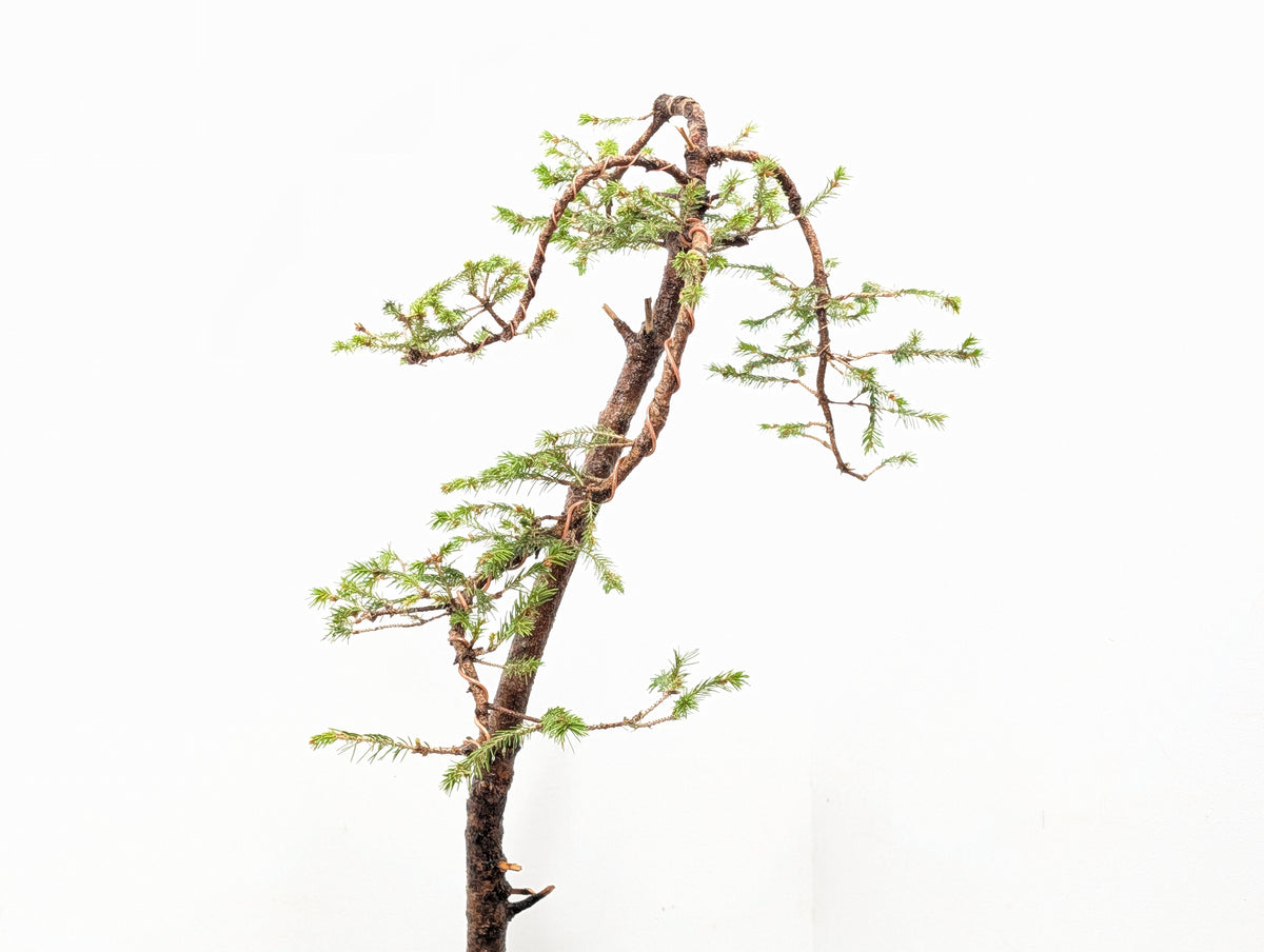 Spruce Bonsai - 25cm Venus Brown Ceramic