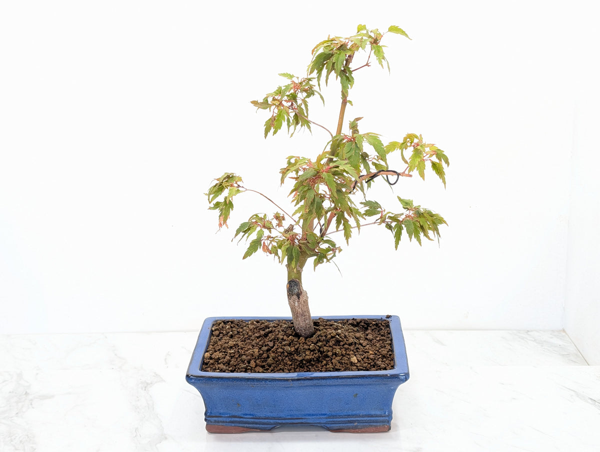 Japanese Maple Pre Bonsai & Development Kit