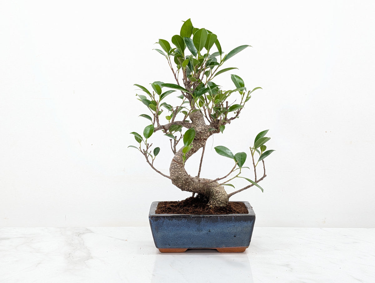 Banyan Fig Bonsai -15cm Navy Pot