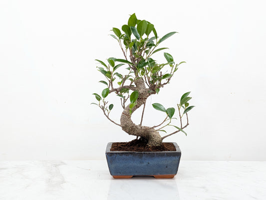 Banyan Fig Bonsai -15cm Navy Pot