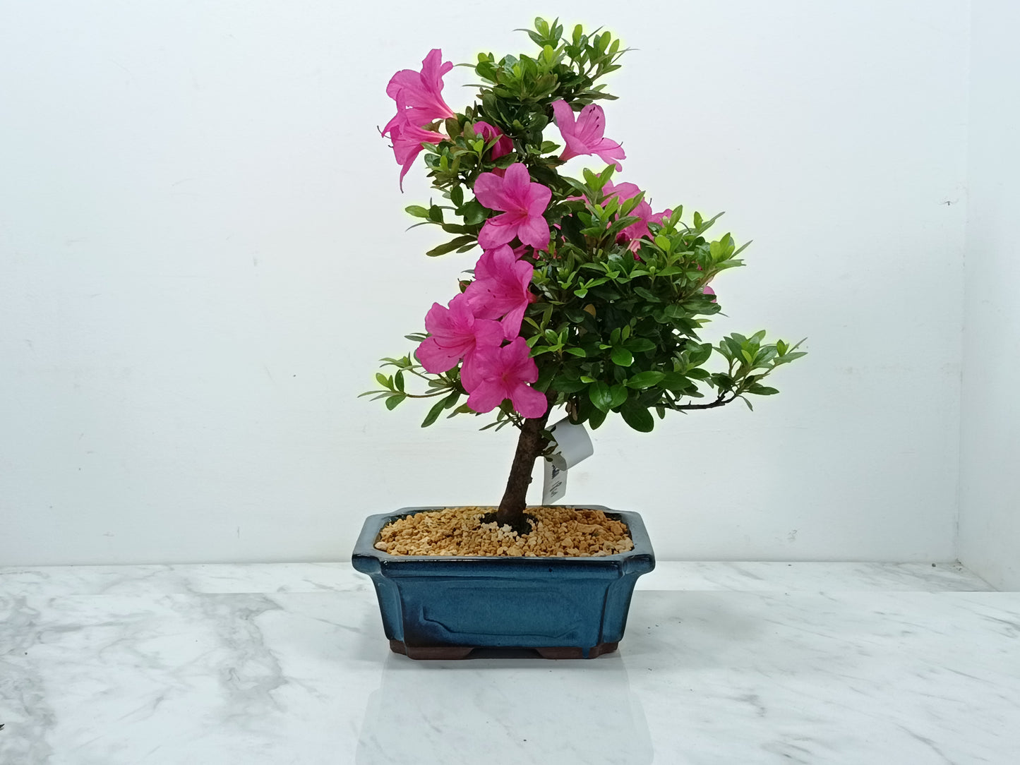Satsuki Azalea Bonsai & Care Kit