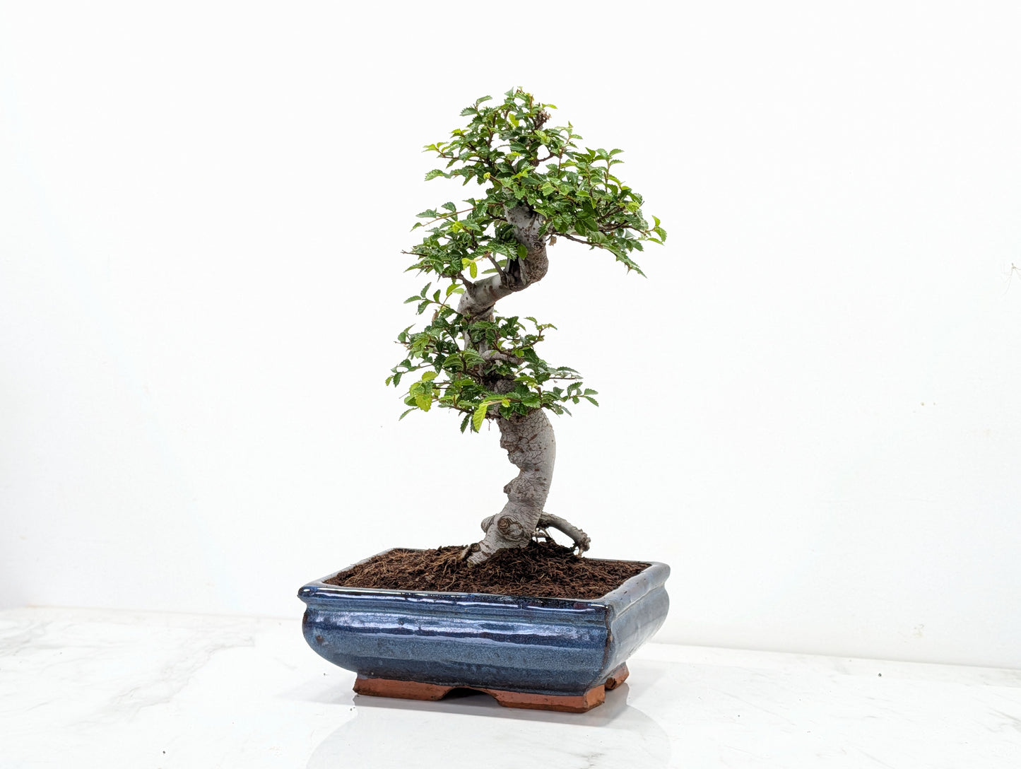 Chinese Elm Bonsai and Care Kit in 18cm Navy Ceramic Pot