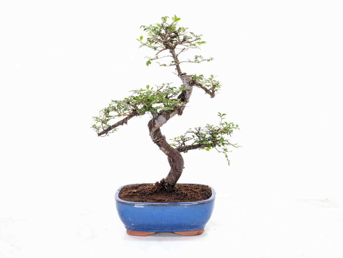 Chinese Elm Bonsai in 19cm Blue Oval  Ceramic & Care Kit