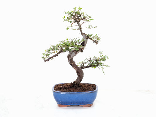 Chinese Elm Bonsai in 19cm Blue Oval  Ceramic & Care Kit