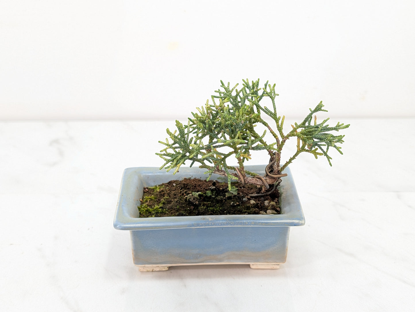 Juniper -Juniperus Chinesis Blaauw