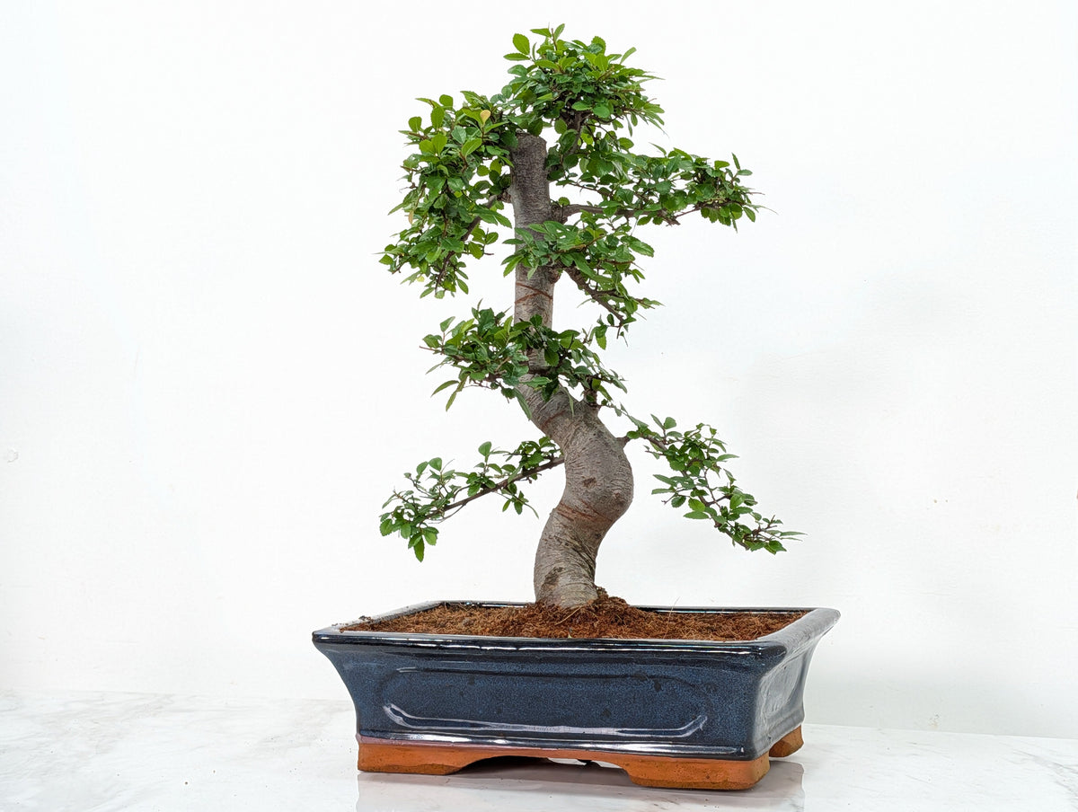 Large Chinese Elm Bonsai in 30cm Blue Ceramic Pot