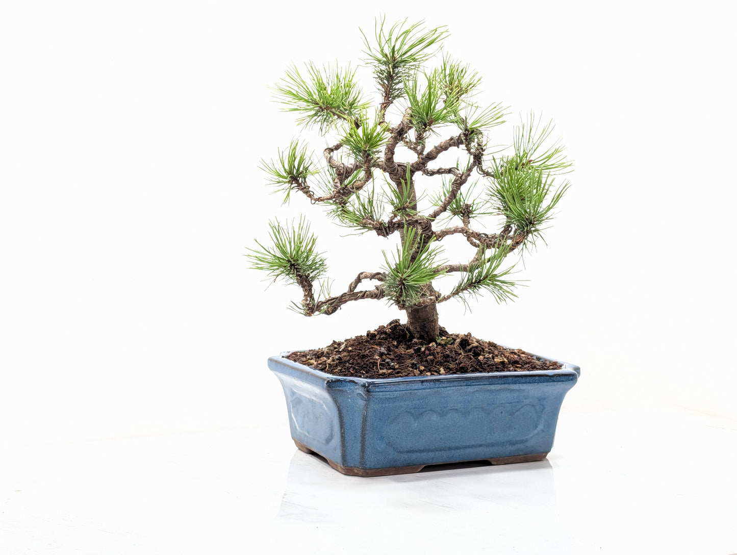 Mugo Pine Bonsai