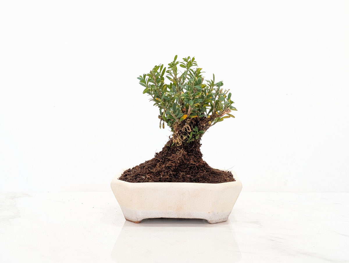 Chinese Box  Bonsai   - 14 cm Romantic Cream Dish