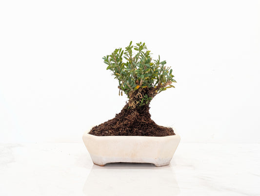 Chinese Box  Bonsai   - 14 cm Romantic Cream Dish