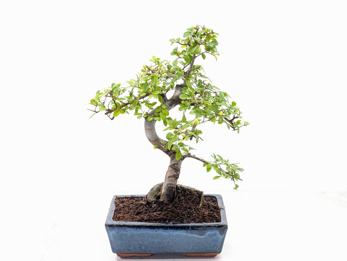 Chinese Elm Bonsai and Care Kit in 18cm Navy Ceramic Pot