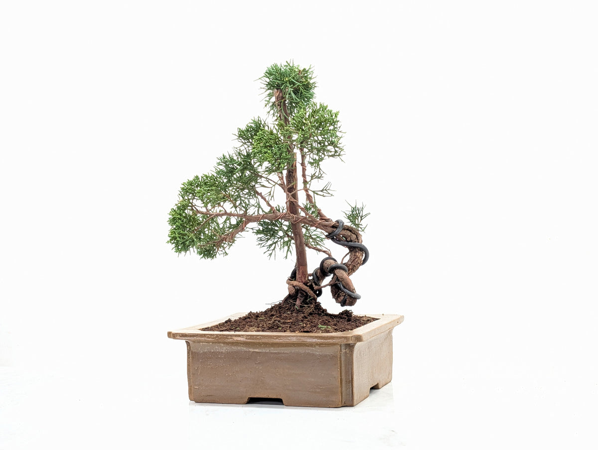 Juniper - Japanese Imported Bonsai