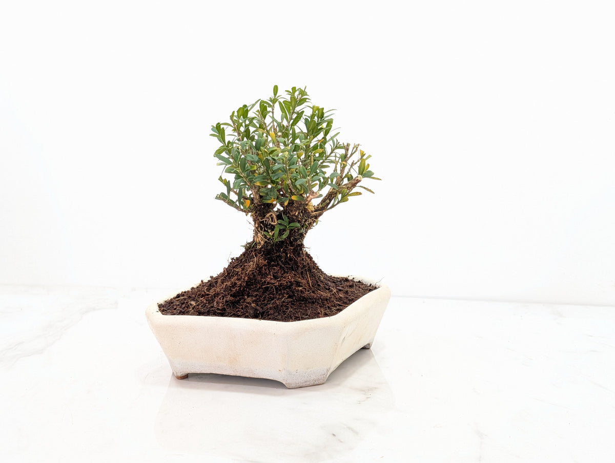 Chinese Box  Bonsai   - 14 cm Romantic Cream Dish