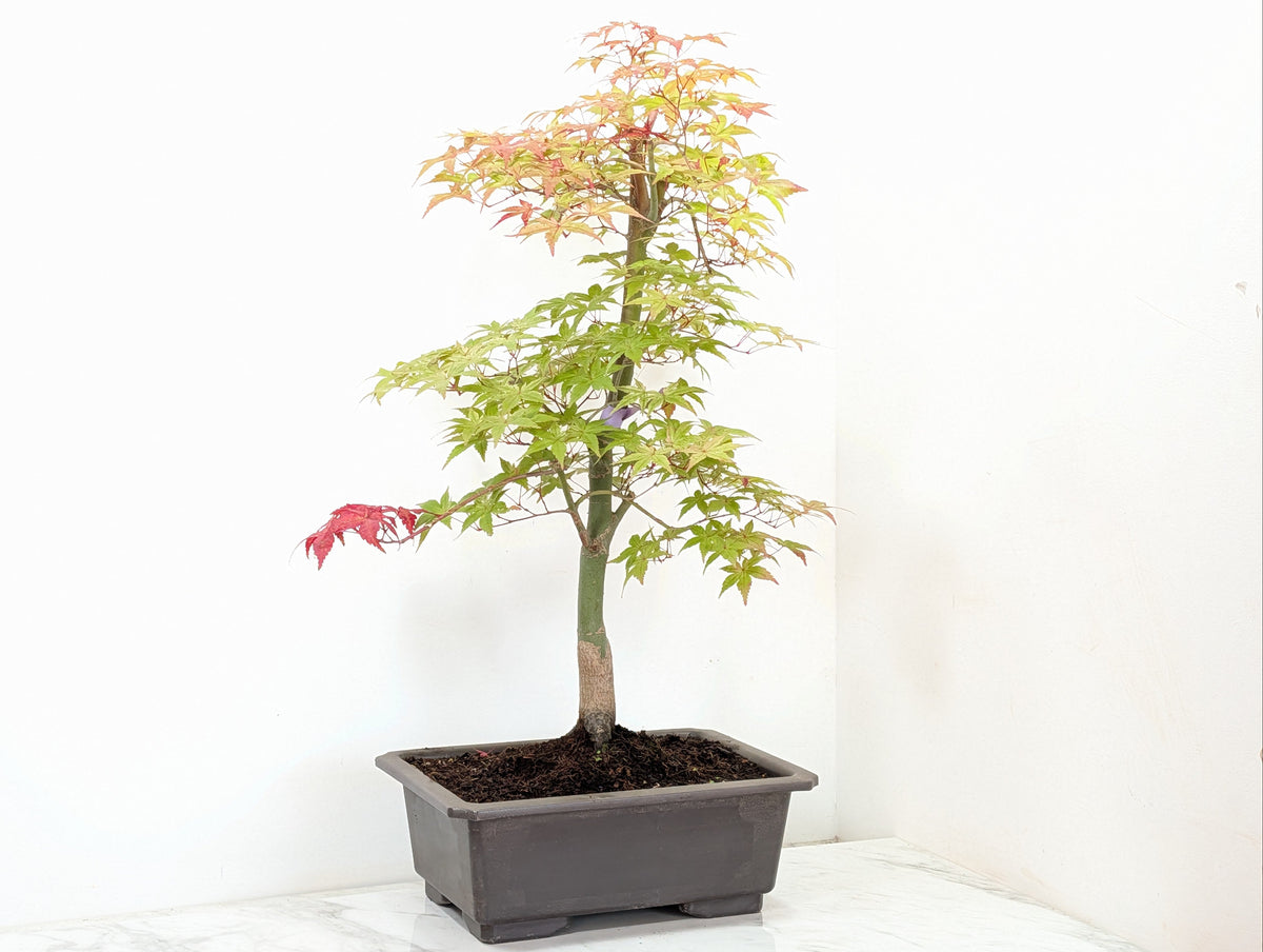 'Deshojo' Japanese Maple Bonsai