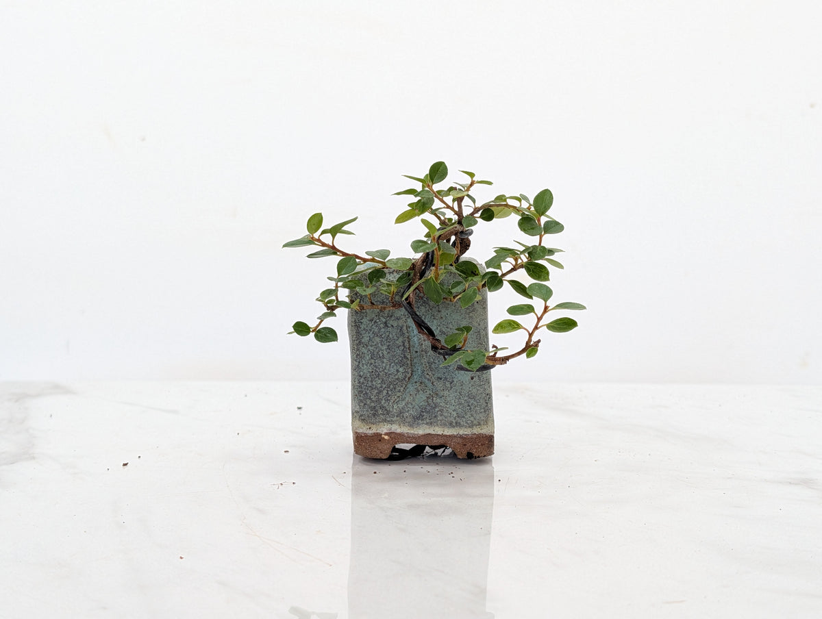 Cotoneaster Bonsai Tree