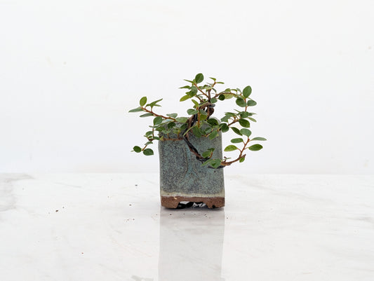 Cotoneaster Bonsai Tree