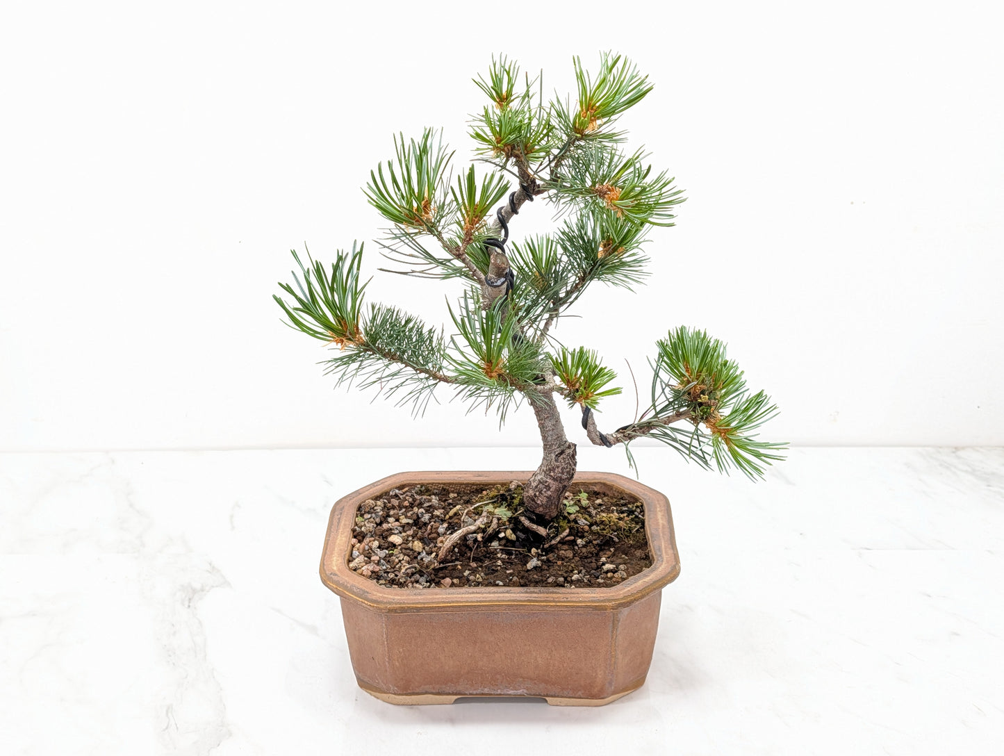 Japanese White Pine Bonsai