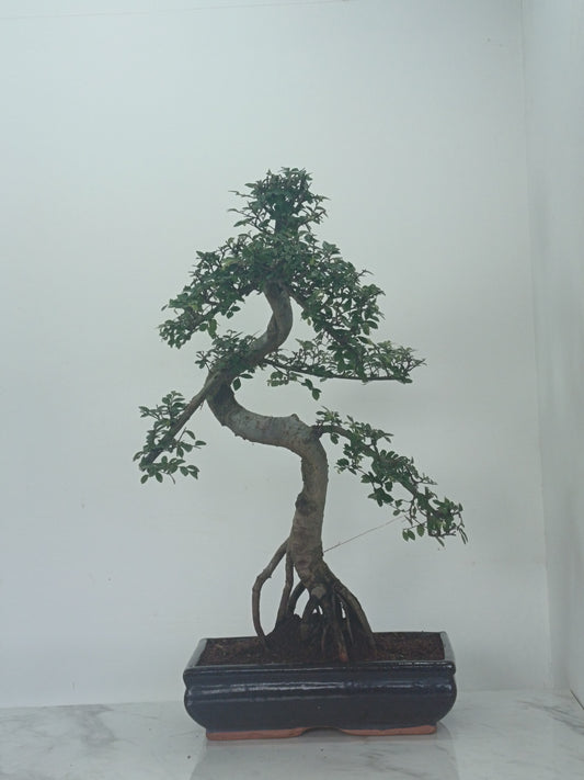 Chinese Elm Bonsai and Care Kit in 30cm Navy Blue Ceramic Pot