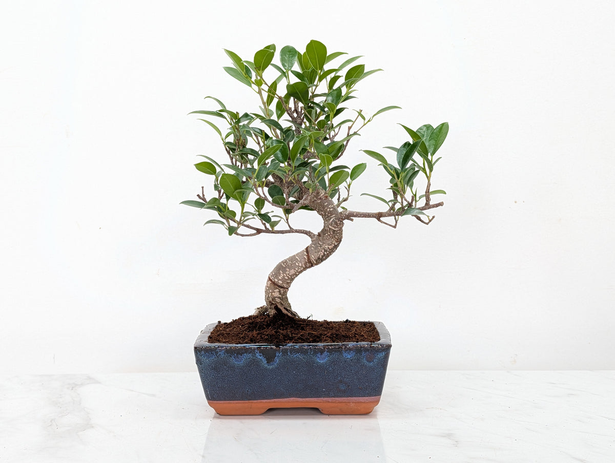 Banyan Fig Bonsai -15cm Navy Pot