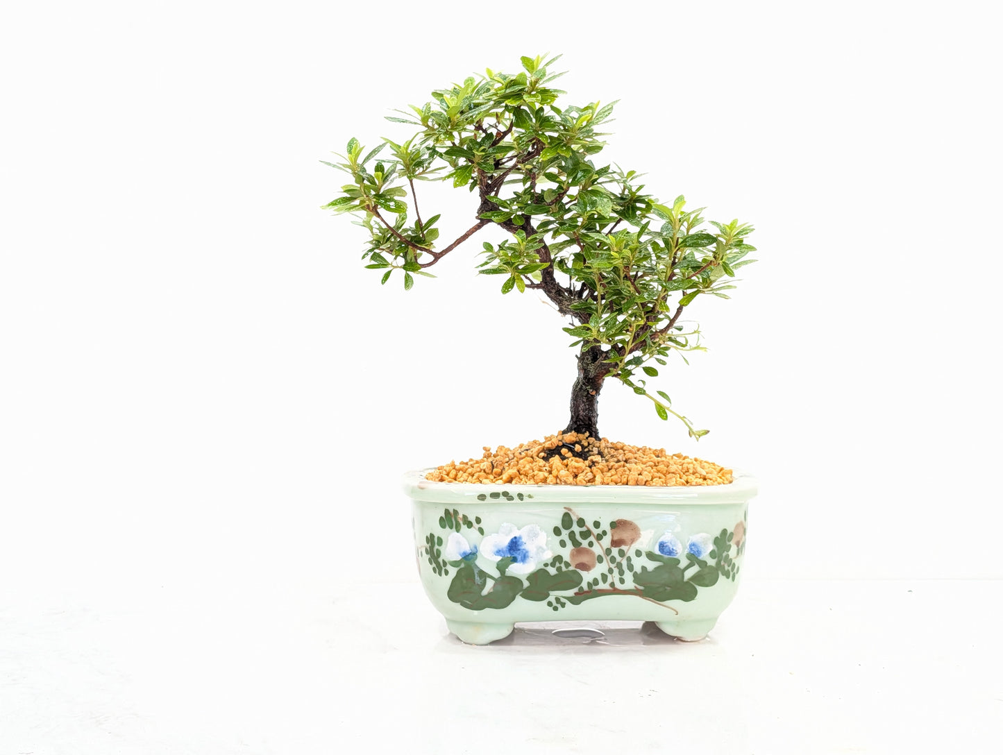 Satsuki Azalea Bonsai & Care Kit