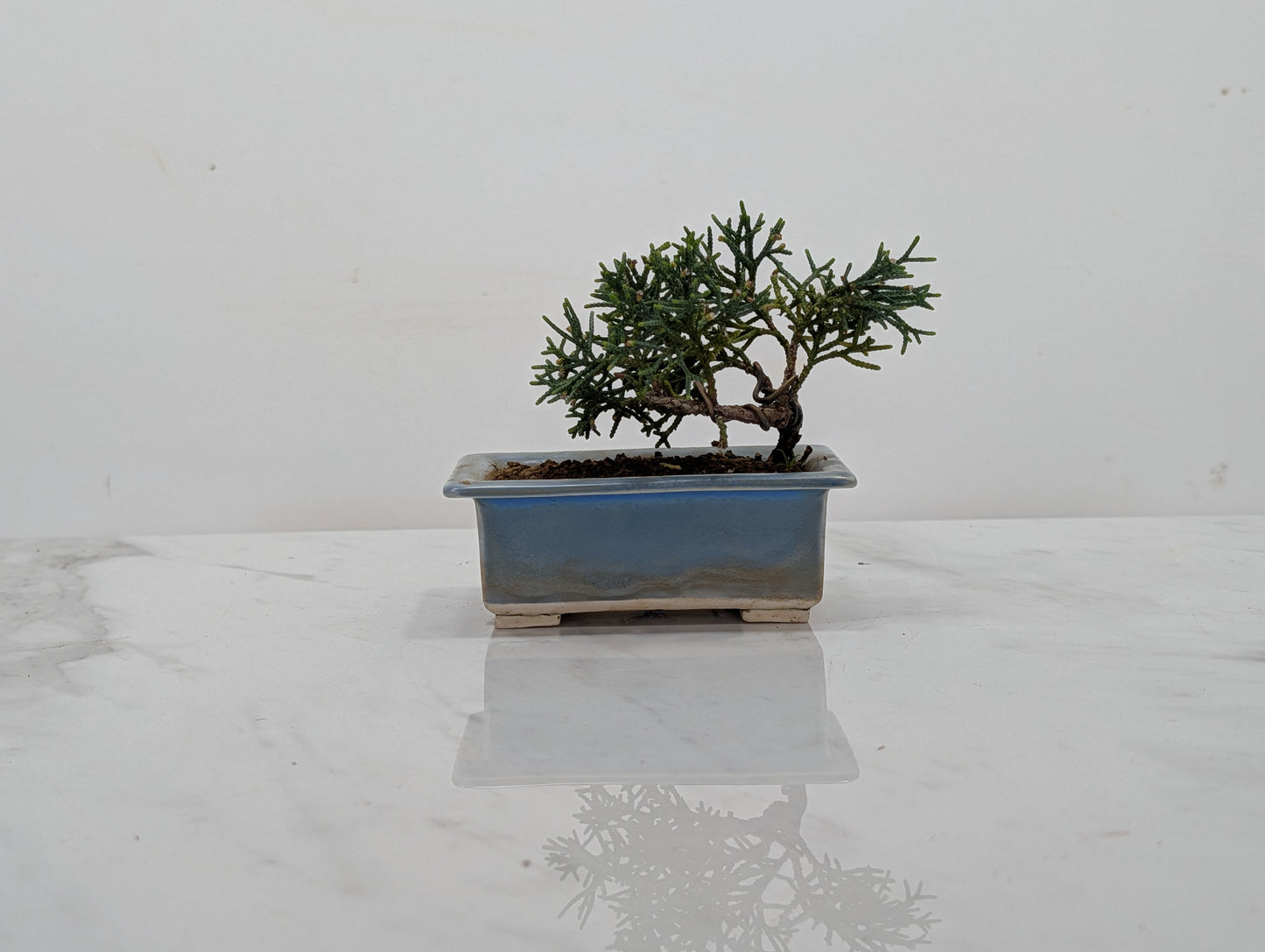 Juniper -Juniperus Chinesis Blaauw