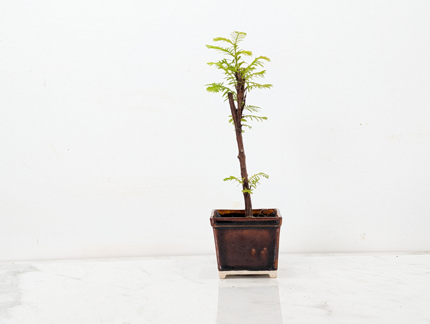 Dawn Redwood Bonsai Starter Tree