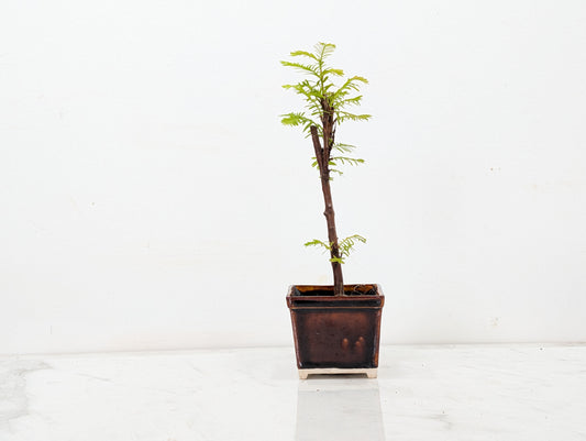 Dawn Redwood Bonsai Starter Tree