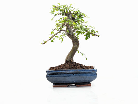 Chinese Elm Bonsai and Care Kit in 18cm Navy Ceramic Pot