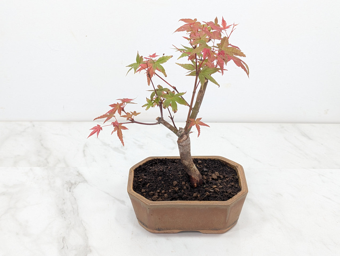 Deshojo Japanese Maple Bonsai + Care Kit