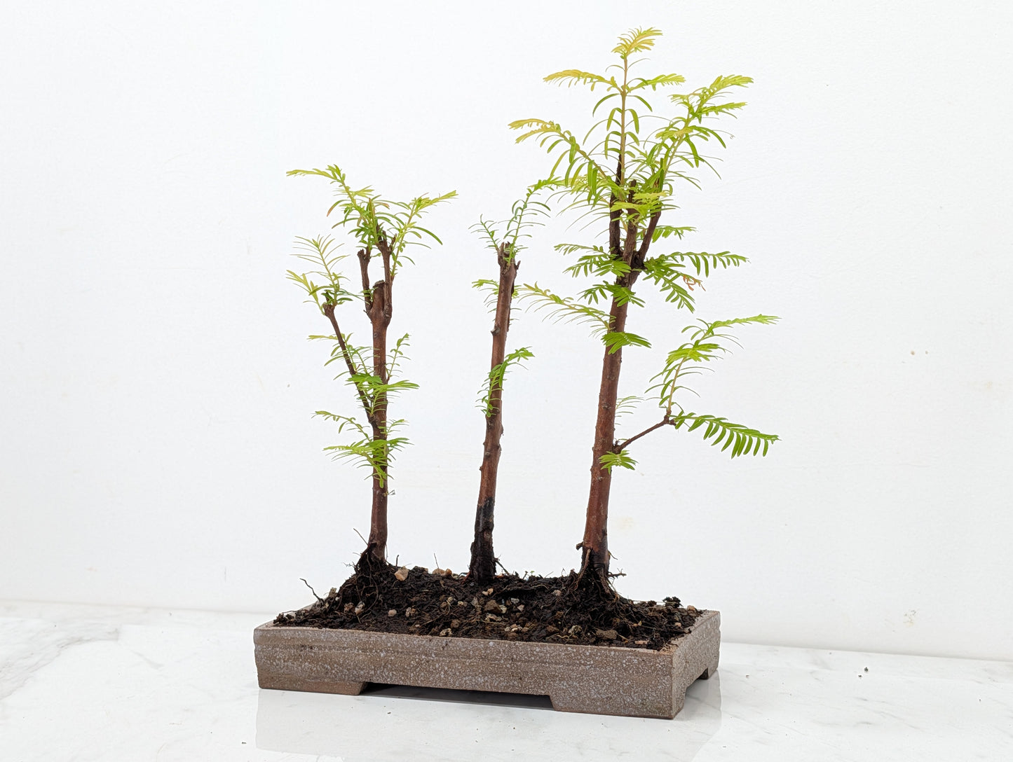 Dawn Redwood Bonsai 3 Tree Group