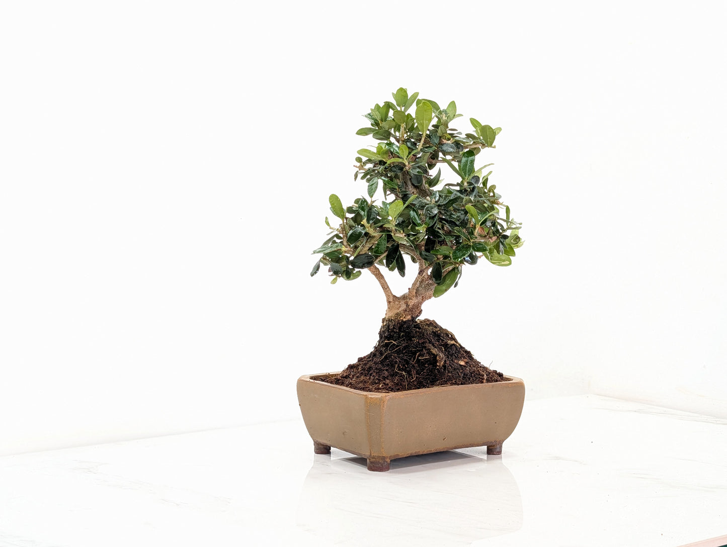 Dwarf Olive  Bonsai