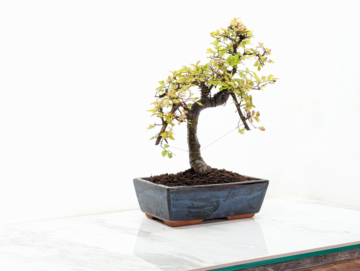 Chinese Elm Bonsai and Care Kit in 25cm Navy Ceramic Pot