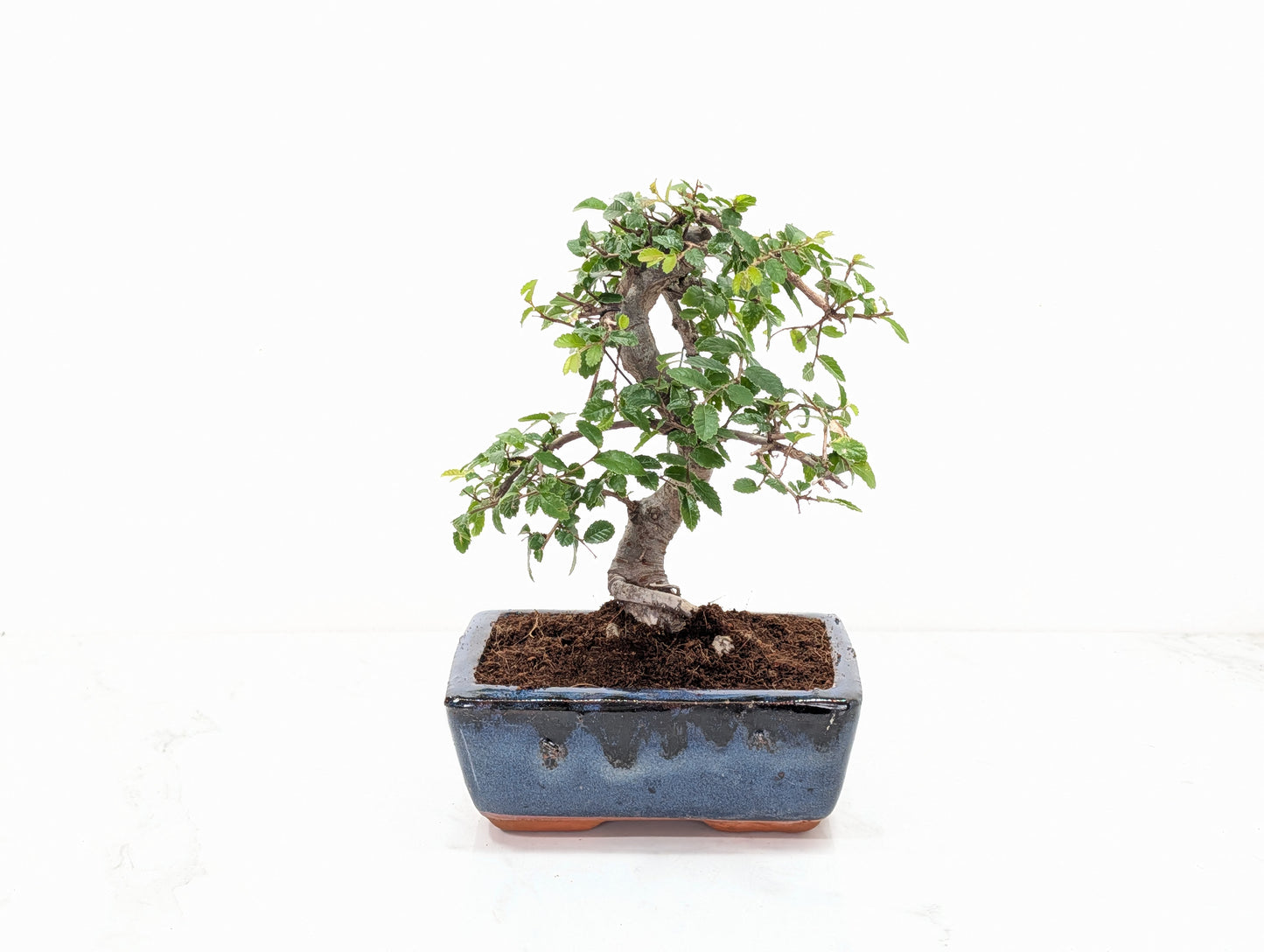 Chinese Elm Bonsai and Care Kit in 15cm Navy Ceramic Pot