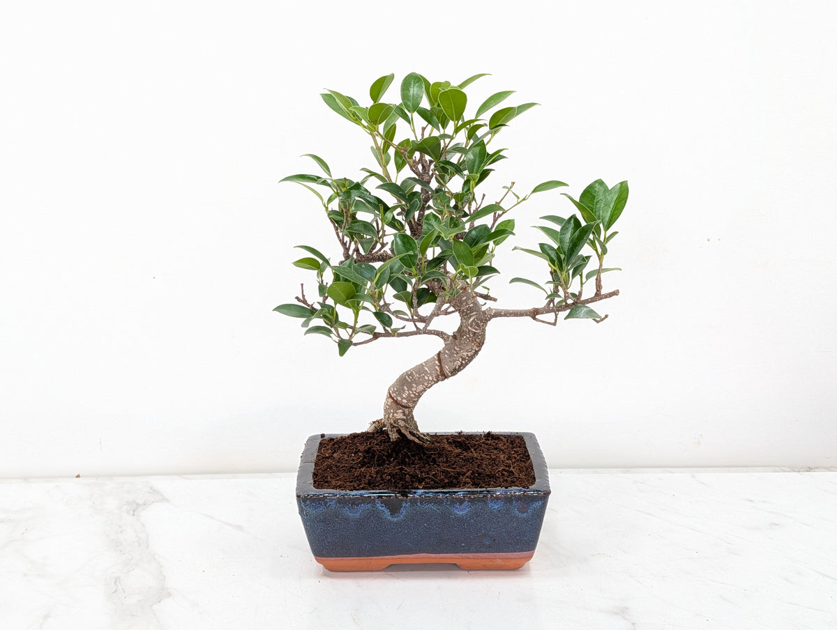 Banyan Fig Bonsai -15cm Navy Pot