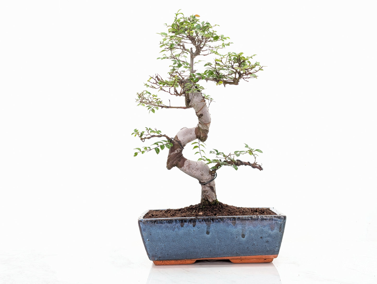 Chinese Elm Bonsai and Care Kit in 25cm Navy Ceramic Pot