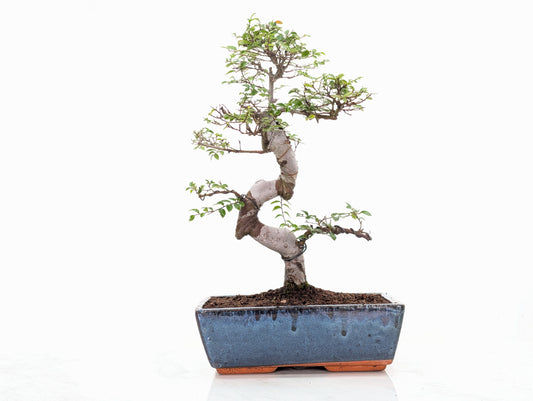 Chinese Elm Bonsai and Care Kit in 25cm Navy Ceramic Pot