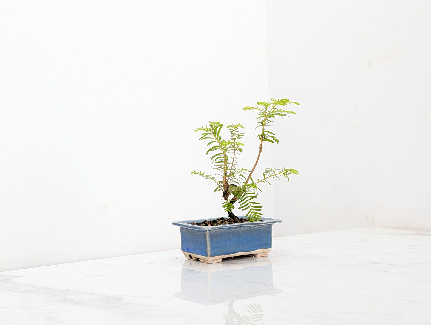 Dawn Redwood Bonsai Starter Tree