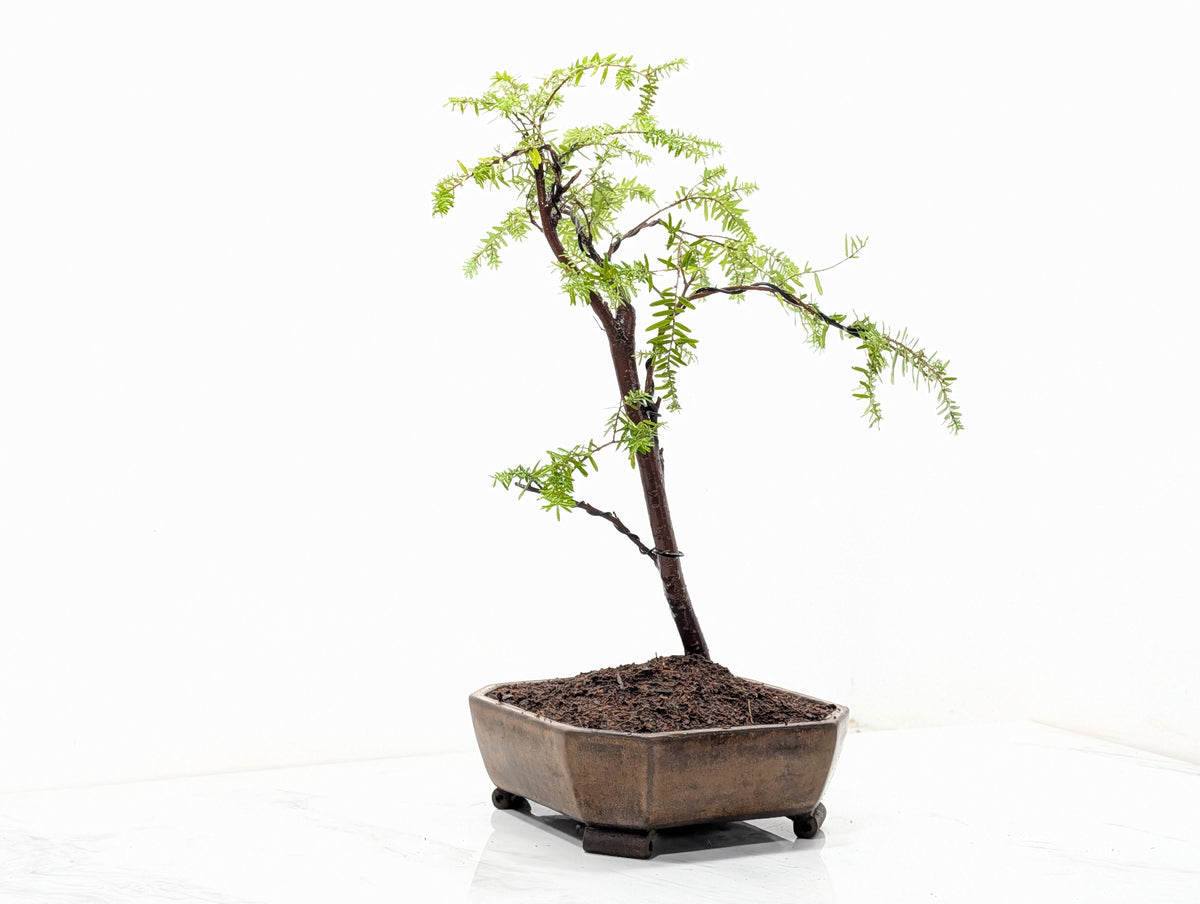 Eastern Hemlock - Tsuga   Bonsai