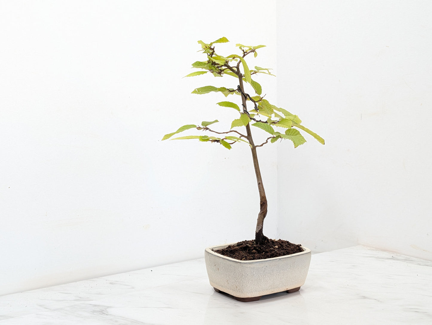 Hornbeam  Starter  Bonsai material