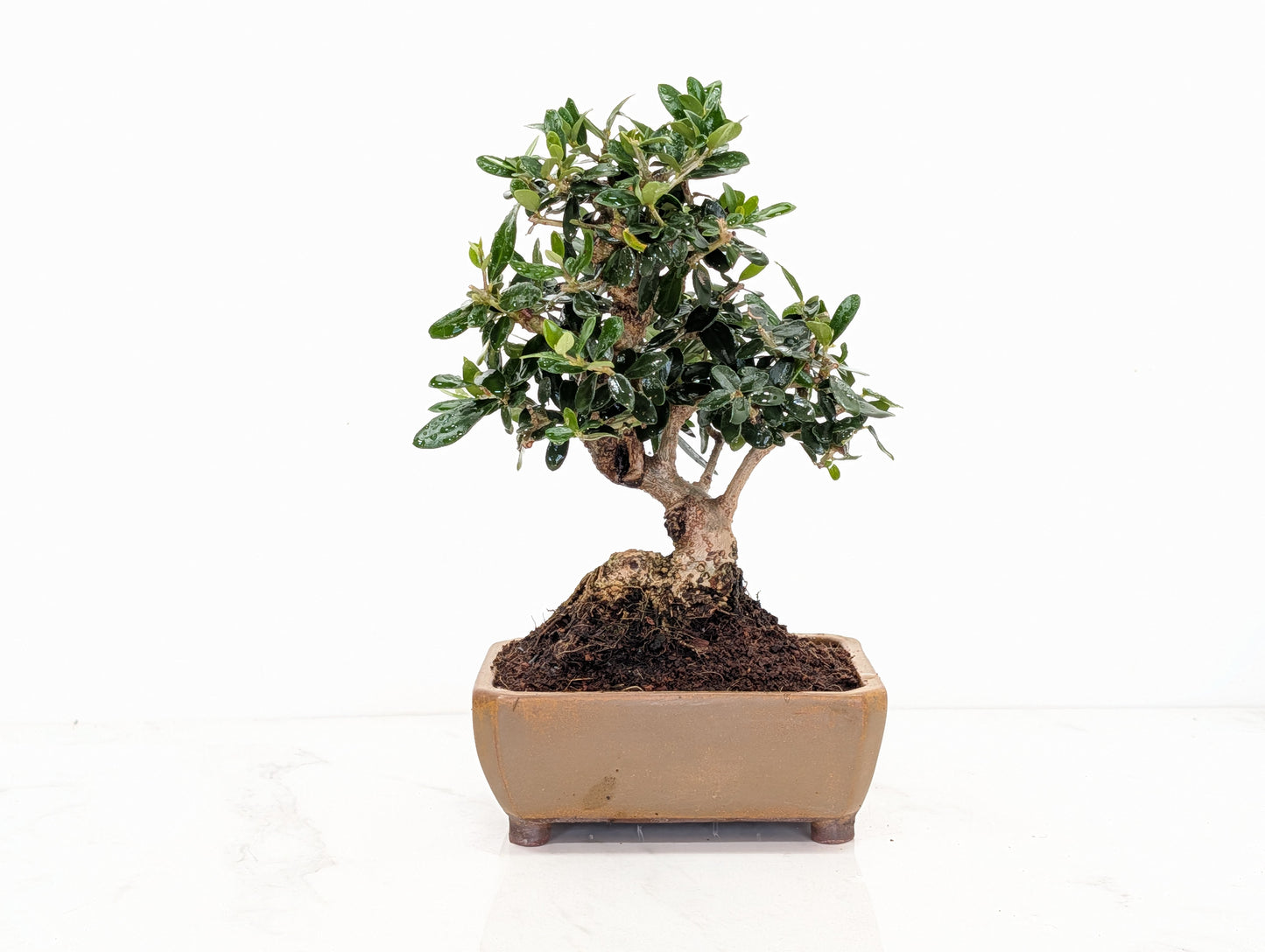 Dwarf Olive  Bonsai