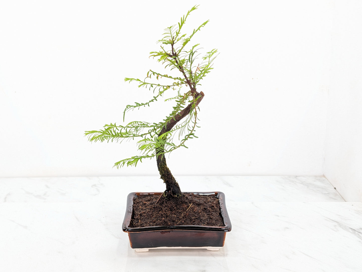 Dawn Redwood Bonsai Starter Tree