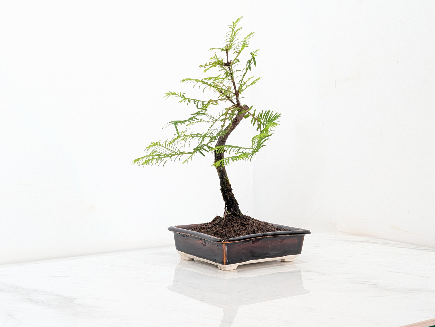 Dawn Redwood Bonsai Starter Tree