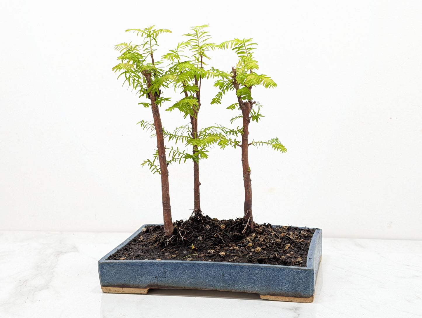 Dawn Redwood Bonsai 3 Tree Group