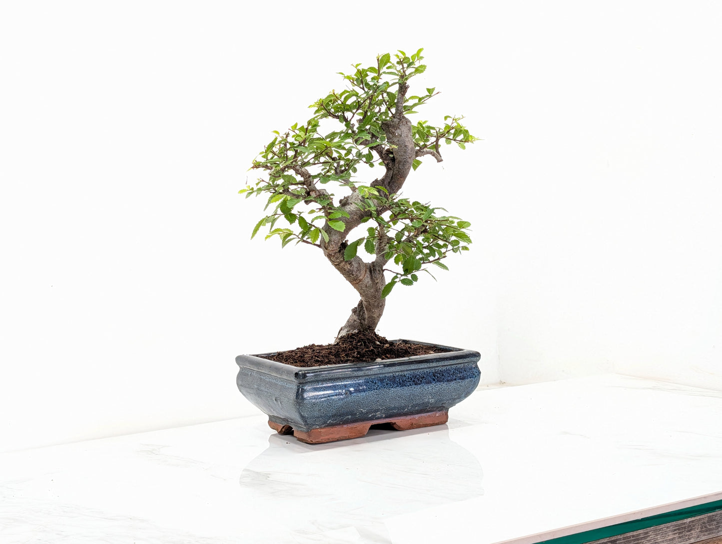 Chinese Elm Bonsai and Care Kit in 18cm Navy Ceramic Pot