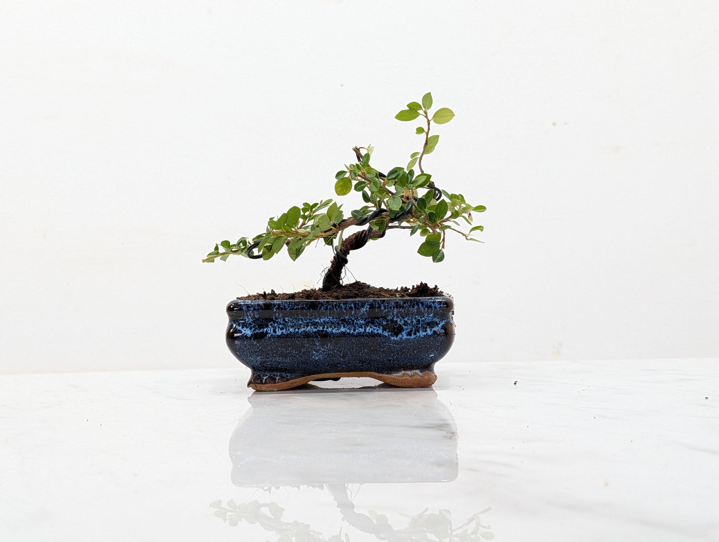 Cotoneaster Bonsai Starter Tree
